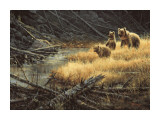 Yellowstone Grizzlies