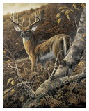 Buy Duke of Autumn at AllPosters.com