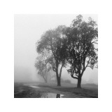 Buy Spring Morning at AllPosters.com