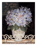 Hydrangeas of Lyon