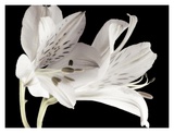 Buy Lily I at AllPosters.com