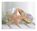Buy Cali Starfish II at AllPosters.com