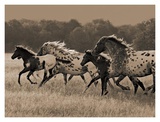 Buy Appaloosa Run at AllPosters.com