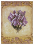 Tulip Violeta
