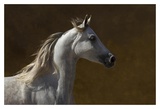 Buy Grey Prancer II at AllPosters.com