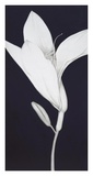 Buy Cycle And Bud at AllPosters.com