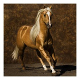 Golden Boy I