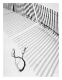 Snowfence and Branch