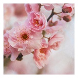 Buy Blossom II at AllPosters.com
