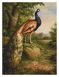 Classic Peacock Art Print