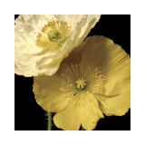 Lemon And Cream