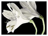 Buy Lily II at AllPosters.com
