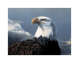 Buy American Portrait at AllPosters.com