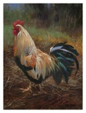 White And Green Rooster