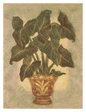 Buy Elephant Ear Palm at AllPosters.com