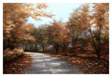 Maple Lane