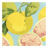 Buy Fresh Grapefruits at AllPosters.com
