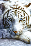 White Tiger