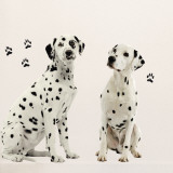 Dalmatiens