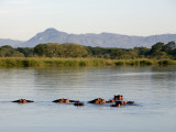 Malawi, Upper Shire Valley, Liwonde National Park