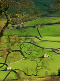 Buy Traditional Farming Valley in Swaledale, Yorkshire Dales National Park, England at AllPosters.com