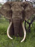 Kenya, Chyulu Hills, Ol Donyo Wuas; a Bull Elephant with Massive Tusks Browses in the Bush