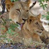 A Lioness and Cub in Selous Game Reserve