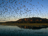 Australia, Arnhem Land; Whistling Ducks Fly Above Cooper Creek Near Mt Borradaile