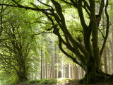 Buy Kielder Forest Park, Northumberland, England at AllPosters.com