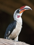 Kenya, Von Der Decken S Hornbill, a Striking Hornbill of Dry Bush Country in East Africa