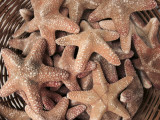 A Basket of Starfishes, Rethymnon Old Town, Crete, Greece