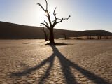 Dead Trees in Dried Clay Pan, Namib Naukluft National Park, Namibia