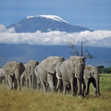 A Herd of Elephants with Mount Kilimanjaro in the Background