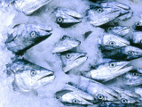 Buy Frozen Fish at the Market in Malpe, Near Udupi, State of Karnataka, South India at AllPosters.com