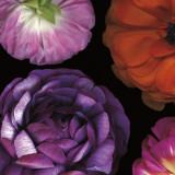 Ranunculus II Left
