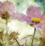 He Loves Me... Art Print