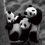 Buy Pandas at AllPosters.com