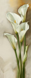 Callas Gracieux II