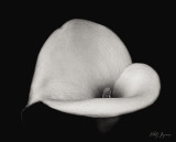 Calla Lily IV