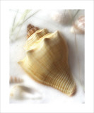 Buy Sand and Shell VI at AllPosters.com