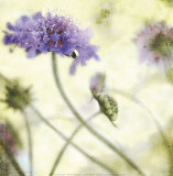 Buy Summer Whimsy at AllPosters.com