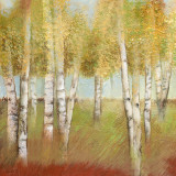 Birch Trees II