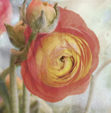 Buy Sunburst at AllPosters.com