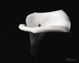 Calla Lily III