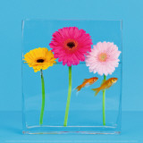 Three Flowers and Gold Fishes