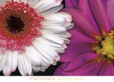 White Gerbera and Pink Dahlia