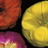 Ranunculus II Right