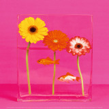 Flowers and Gold Fishes I