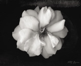 Wild Rose