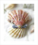 Buy Sand and Shell II at AllPosters.com